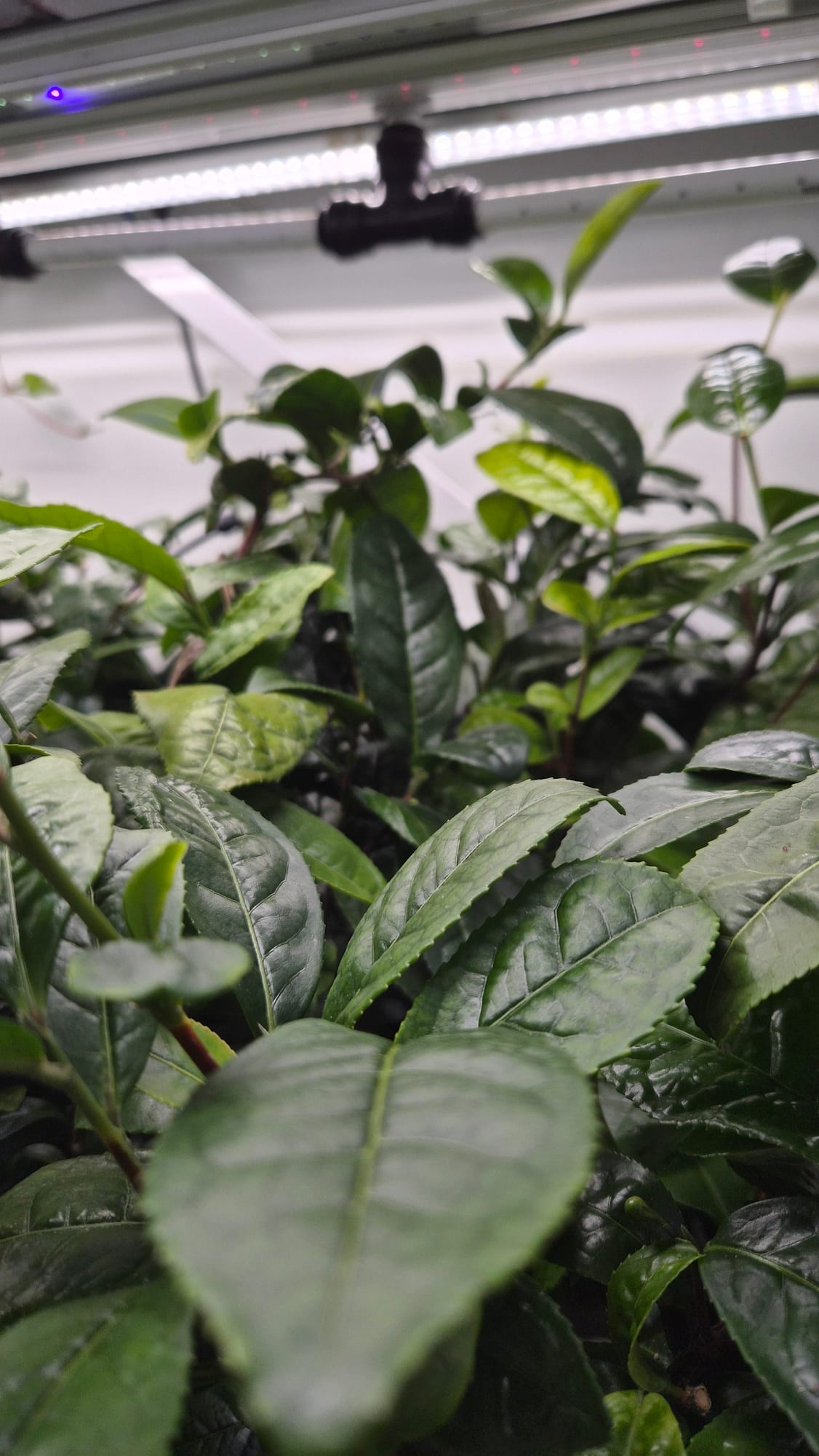 Plantes cultivées sous éclairage contrôlé