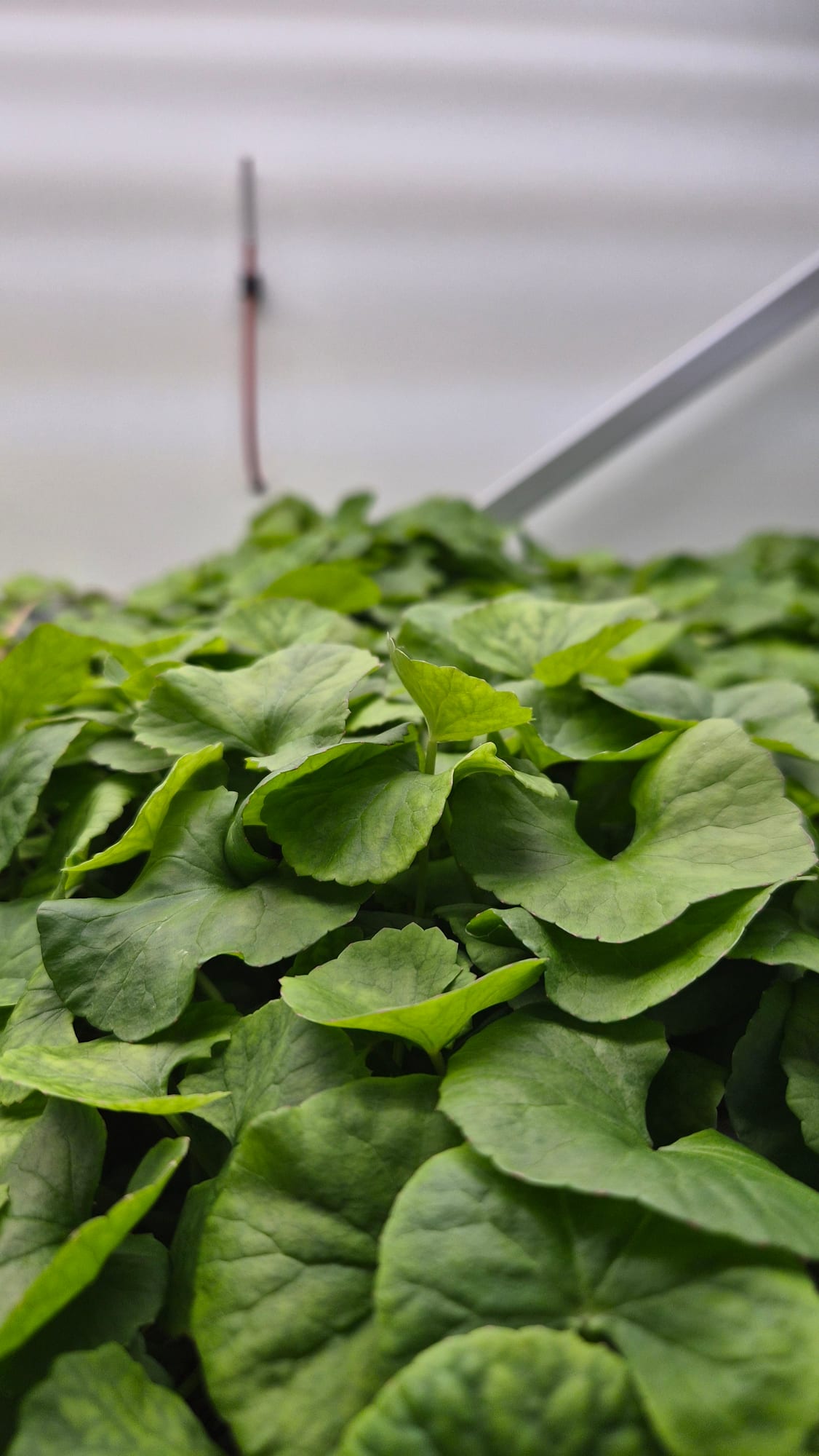 Jeunes plantes en culture contrôlée