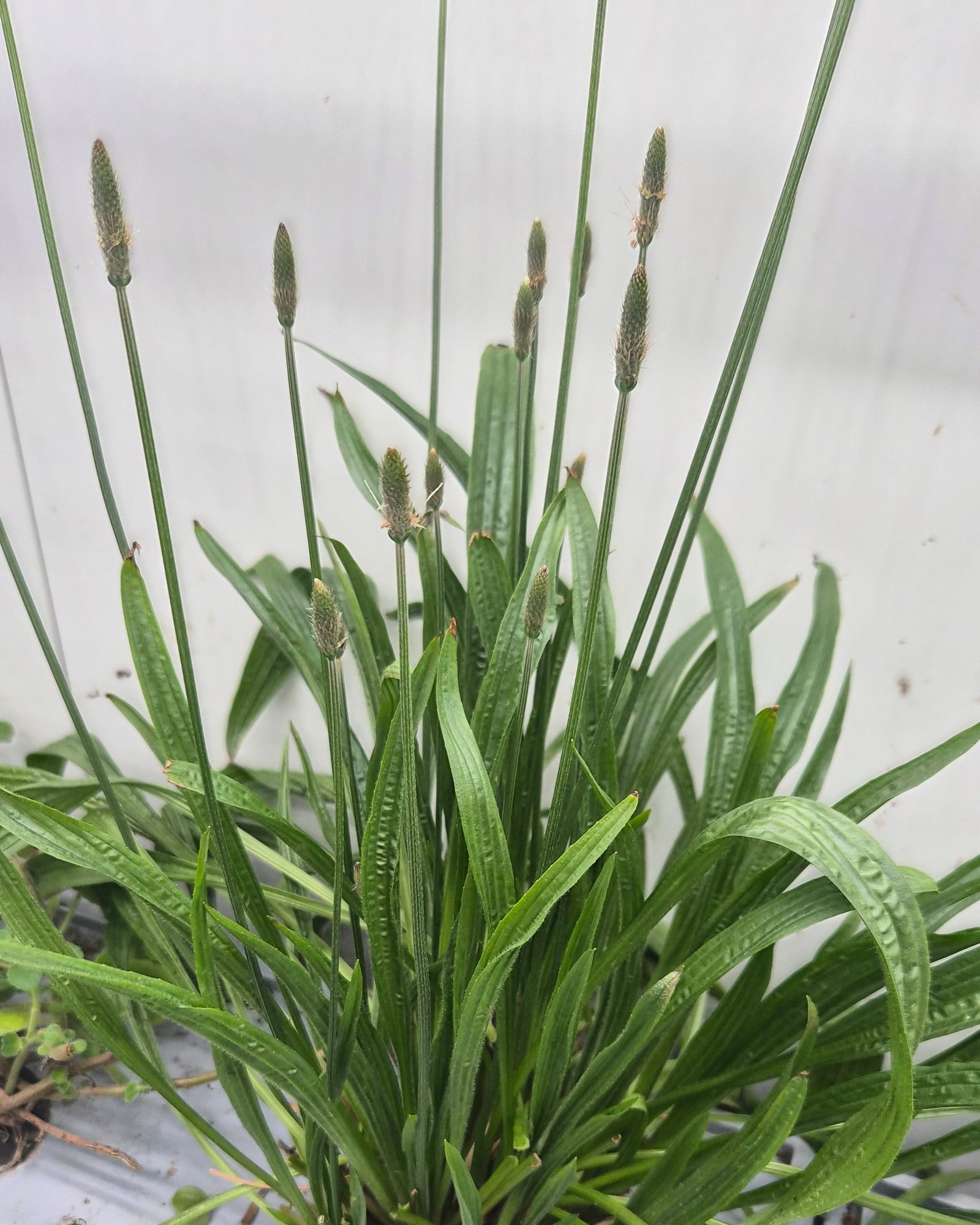Plantain lancéolé observé au cours d’un programme de culture